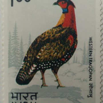 Western Tragopan. Western Tragopan, Western Horned Tragopan, Tragopan melanocephalus, Pheasant, Rs. 1(Hinged/Gum washed stamp)