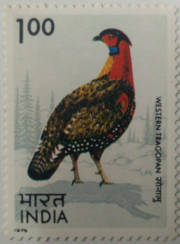 Western Tragopan. Western Tragopan, Western Horned Tragopan, Tragopan melanocephalus, Pheasant, Rs. 1(Hinged/Gum washed stamp)