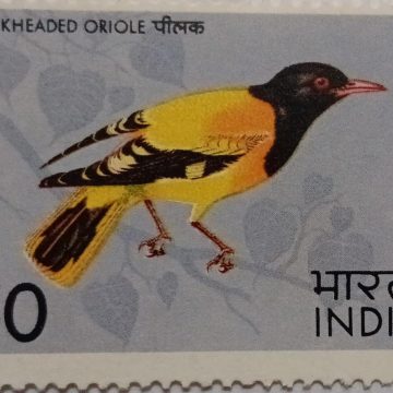 Black Headed Oriole Black Headed Oriole, Oriolus larvatus, Passerine, 50 P.  (Hinged/Gum washed stamp)