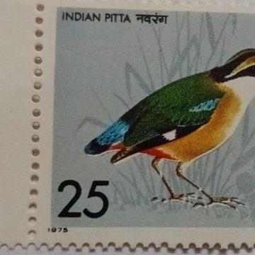 Indian Pitta. Bird, Indian Pitta, Pitta Brachyura, Passerine, 25 P.  (Hinged/Gum washed stamp)