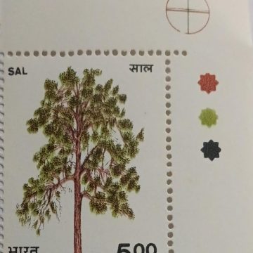 Indian Trees - Shorea robusta Roxb. Sal (Traffic Light Stamp)