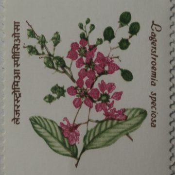 Indian Flowering Trees, Jarul, the Pride of India Tree (Hinged/Gum washed stamp)