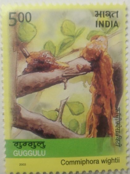 Medicinal Plants of India, Guggulu_Cut Setenant