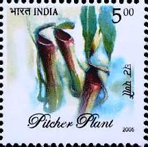 Flora & Fauna of North East India, Nepenthes khasiaana_Cut Setenant