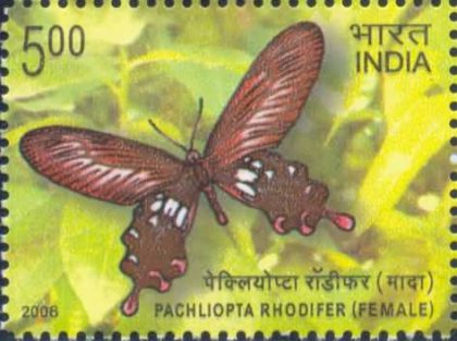 Epiindemic Butterglies of Andaman and Nicobar Island, Andaman club Tail Male- MNH Stamp