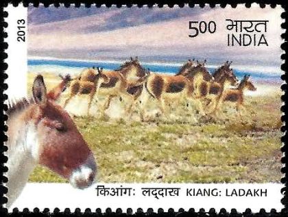 Wild Ass of Kutch & Ladakh - Kiang : Ladakh Kiang, Equus Kiang, Wild Ass Rs. 5 - MNH Stamp