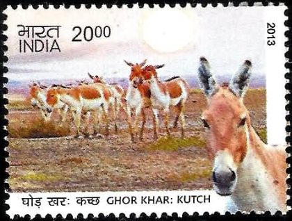 Wild Ass of Kutch & Ladakh - Ghor Khar : Kutch Ghor Khar, Khur, Equus Hemionus khur, Wild Ass Rs. 20- MNH Stamp