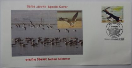 Indian Skimmer (Special Cover)