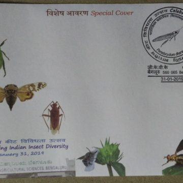 Celebrating Indian Insect Diversity (Special Cover)