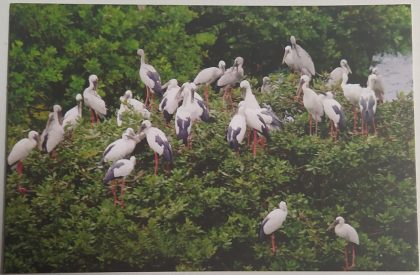 Vedanthangal-Pelican Birds Maxim Card