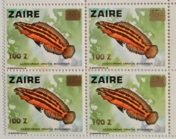 Zaire Julidochromis Ornatus - Block of 4