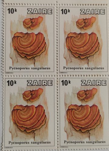 Zaire Pycnoporus sanguineus - Block of 4