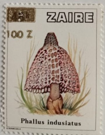 Zaire Phallus indusiatus