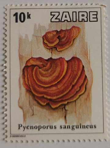 Zaire Pycnoporus sanguineus