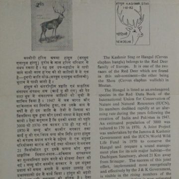 Wildlife Week.(Hangul Red Deer Stag, Kashmir)  (BR)