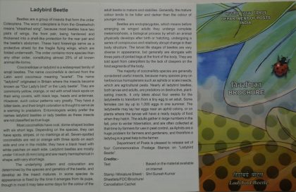 Ladybird Beetles (Set of 4) (BR)