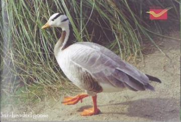 Bar Headed goose Maxi Cards