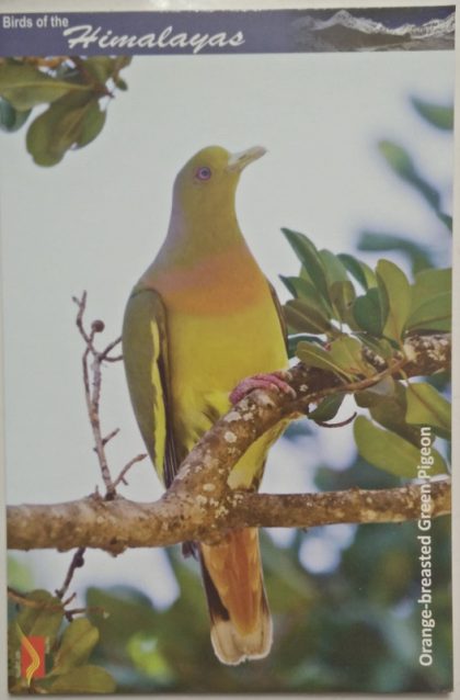 Bird of Himalayas-Orange-breasted Green Pigeon Maxi Cards