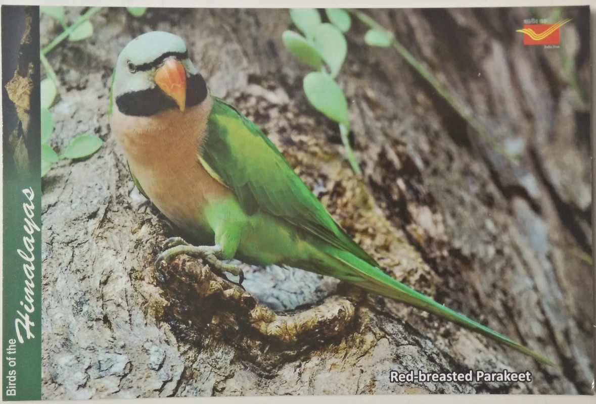 Red breasted hot sale parakeet cost