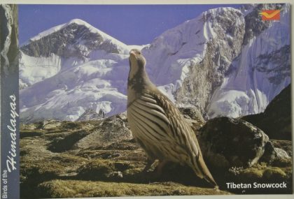 Bird of Himalayas-Tibetan Snowcock Maxi Cards