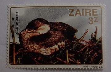 Zaire Grebe Castagneux