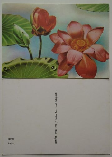 Lotus Maxi Cards