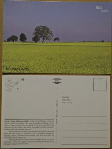 Mustard fields Maxi Cards