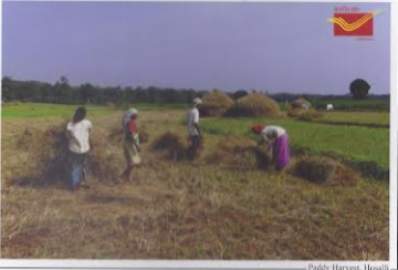 Paddy Harvest, Hosalli Maxi Cards
