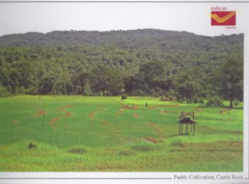 Paddy cultivation, Castle Rock Maxi Cards