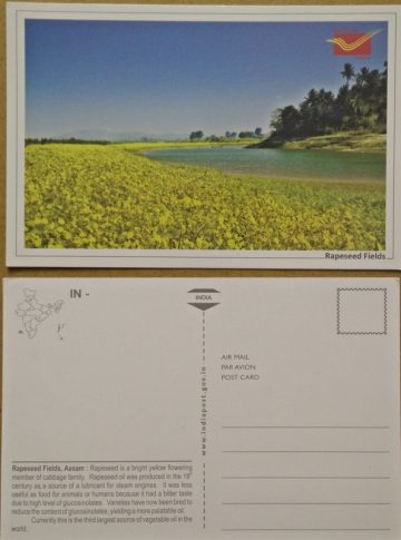 Rapeseed Fields Maxi Cards