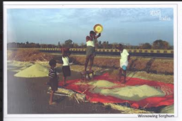 Winnowing sorghum Maxi Cards