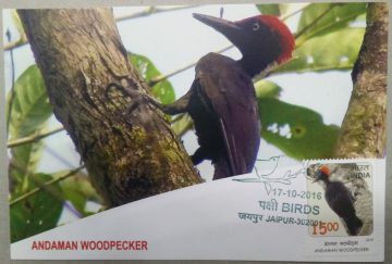 Andaman Woodpecker Maxim Card