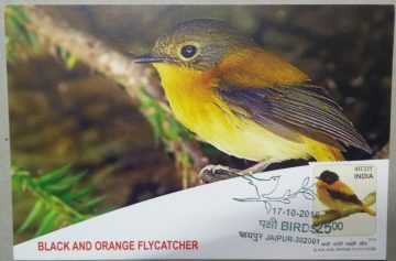 Black And Orange Flycatcher Maxim Card