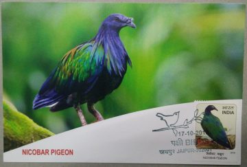 Nicobar Pigeon Maxim Card