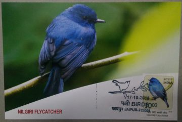 Nilgiri Flycatcher Maxim Card