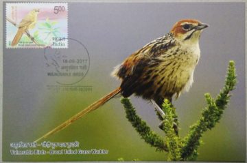 Broad Tailed Grass Warbler Maxim Card