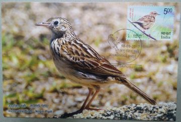 Nilgiri  Pipit Maxim Card