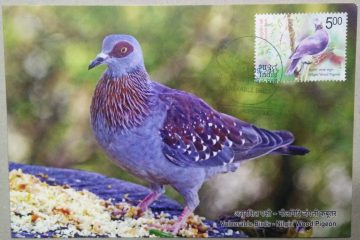 Nilgiri Wood Pigeon Maxim Card