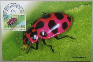 LadyBird Beetle Birthday Greeting Maxim Card