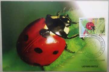 LadyBird Beetle  Maxim Card