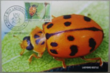 LadyBird Beetle  Maxim Card