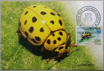 LadyBird Beetle  Maxim Card