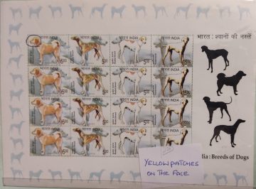 India – Breeds of Dogs SL Yellow Patches