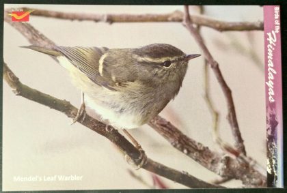 Bird of Himalayas-Mendel's Leaf Warbler Maxi Cards