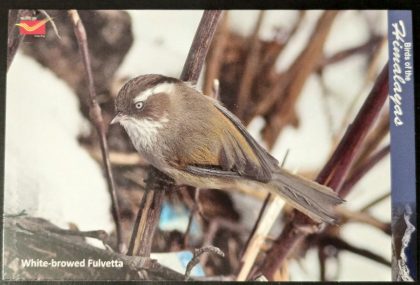 Bird of Himalayas-White browed fulvetta Maxi Cards