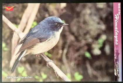 Bird of Himalayas-Slaty blue Flycatcher Maxi Cards