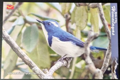 Bird of Himalayas-Ultramarine Flycatcher Maxi Cards