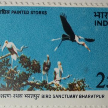 Bird Sanctuary Bharatpur - Painted Storks. Keoladeo Ghana National Park, Bird Sanctuary, Painted Stork, Mycteria leucocephala, Wading Bird, 25 P.  (Hinged/Gum washed stamp)