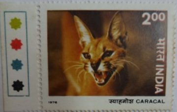 Caracal (Traffic Light Stamp)