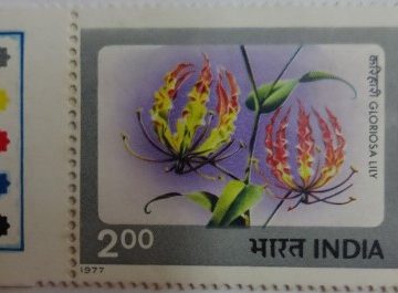 Gloriosa Lily (Hinged/Gum Wash)